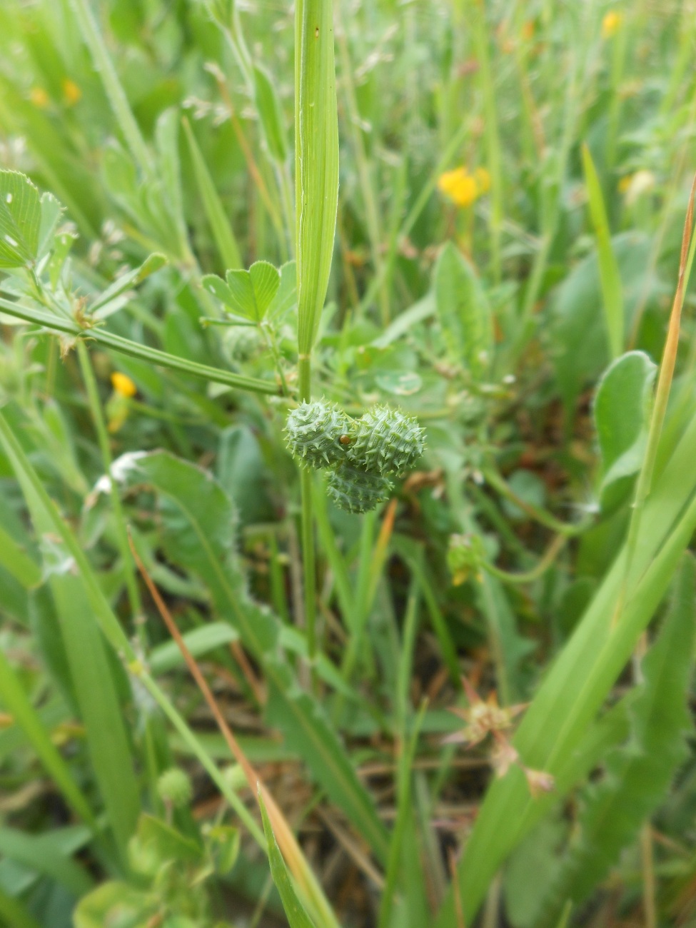 Medicago murex Willd. / Erba medica pungente